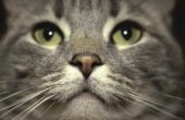 Hoe de behandeling van ooginfecties bij katten