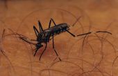 Hoe te maken van een mug beet stoppen jeuk