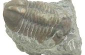 Kenmerken van Trilobites