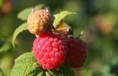 How to Get Rid van Bugs op Raspberry planten