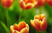 Doodt onkruid-B-Gon tulpenbollen in de grond onder het onkruid?