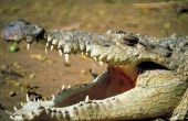 Wat zijn de verschillende soorten krokodillen?