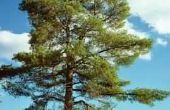 Verschil tussen een Juniper, Pine & een Arborvitae