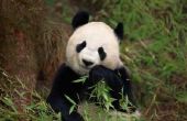 Feiten over bedreigde Panda 's