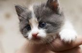 Vlo medicatie voor Kittens