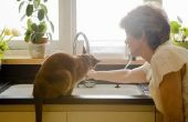 Hoe u kunt helpen Senior katten met constipatie