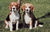 Home Remedies voor droge huid op Beagles