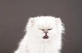 Hoe kunt u zien als een kat tandheelkundige problemen heeft