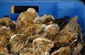 Hoe stoom oesters in de Oven