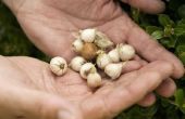 Hoe Plant & groeien Walla Walla uien