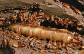 Hoe maak je een Mix van de termiet Borax