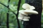 Is de boom Fungus gevaarlijk voor de mens?