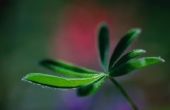 Ziekten & Cures voor Schefflera boom kamerplanten