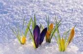 Zeldzame bloemen die in de sneeuw groeien