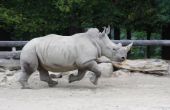 Hoe snel wordt een Rhino uitgevoerd?