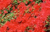Welke soorten bloeien Azalea's meerdere malen per jaar?
