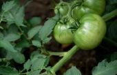 Hoe bewaart u verse groene tomaten