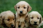 Tekenen & symptomen van parasieten in Puppies