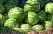 Wanneer Is het Too Late to Plant watermeloen planten?