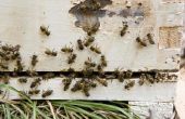 How to Kill timmerman bijen snel