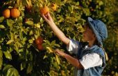 Hoe te identificeren sinaasappelbomen