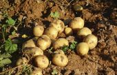 Hoe kunt u zien wanneer de aardappelen zijn klaar voor oogst