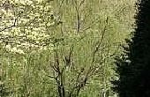 Hoe om te groeien van een Willow Tree van een stek voor vrije