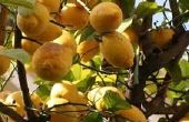 Natuurlijke pesticiden voor citrusbomen