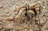 Gemeenschappelijke spinnen van de Texas Panhandle