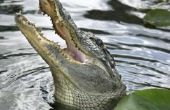 How to Keep Gators uit uw tuin
