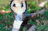 Hoe te houden van huisdier Cobras