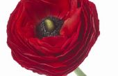 Hoe u kunt uitbreiden van de Ranunculus bloei seizoen