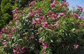Oleander planthoogte & typen