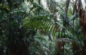 Korte beschrijving van een tropisch regenwoud
