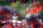 Verwelking van de bladeren op een Japanse esdoorn