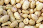 De gewassen niet aan de Plant na een gewas aardappelen