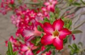 Desert Rose Plant verzorging
