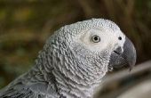 Ziekten van Afrikaanse grijze papegaaien
