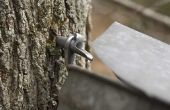 How to Make stroop uit de Maple Tree Sap