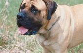 Grootste hondenras erkend door de American kennelclub