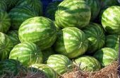 Een metgezel Plant voor watermeloen