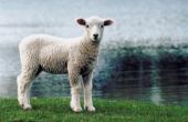 Zelfgemaakte traktaties voor schapen