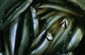 Hoe om te eten de beste koud Water vissen voor Omega-3
