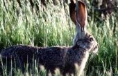 Soorten wilde konijnen in Texas