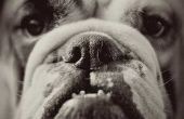 Engels Bulldog pup tandjes informatie