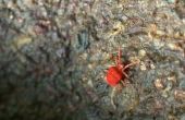 How to Kill Little Red Bugs in de achtertuin