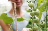 Kunt u uw tomatenplanten Compost?