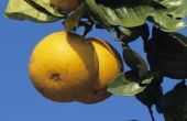 How to Get Rid van fruitvliegen op uw Citrus Tree