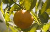 How to Grow de beste Californië sinaasappelbomen