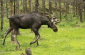 Moose jacht wetten voor Alaska